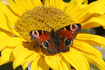 Flower, Macro, Close-Up, Butterfly HD wallpaper