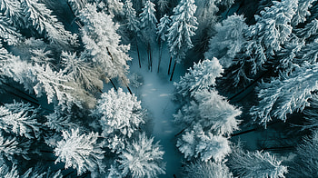 Winter Wonderland Aerial View - Snowy Forest, winter, snowy forest, aerial, forest, snow HD wallpaper