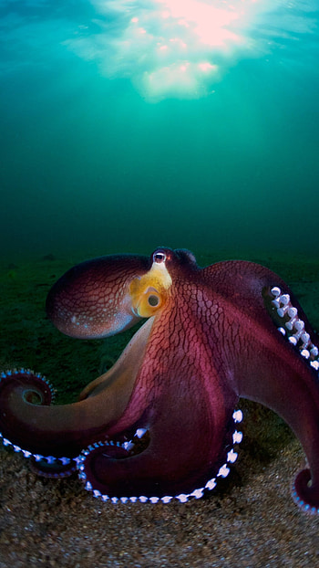 Octopus, Sea Animal HD phone wallpaper