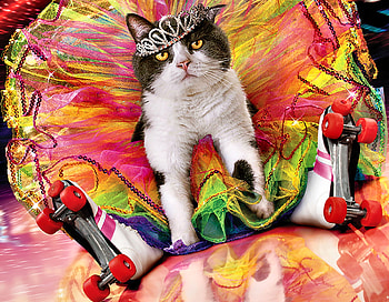 The Dancing Queen - Cat FC, animal, dance, art, cats, feline, beautiful, illustration, artwork, wide screen, painting, pets HD wallpaper