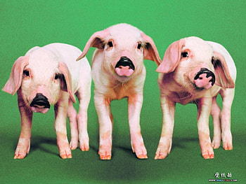 3 Little Pigs, pigs, farm animals HD wallpaper