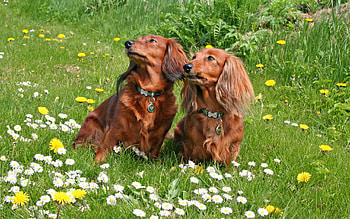 Animals, Dogs HD wallpaper