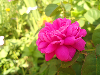 Soft rose, rose, pink, delicate, soft, garden, nature HD wallpaper