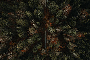 Nature, Autumn, View From Above, Road, Forest HD wallpaper