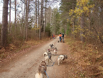 Going Back to Camp, dogs, trees, people, forest HD wallpaper
