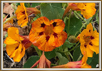 PRETTY FLOWERS, PRETTY, NATURE, FLOWERS HD wallpaper