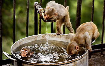 Ohhhh .. I'm thirsty :), Water, Swiiming, Monkeys, Drinking HD wallpaper
