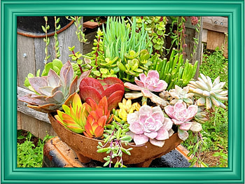 SUCCULENTS, PLANTS, NATURE HD wallpaper