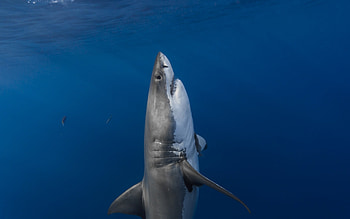 Great White Shark , Samantha Cunningham post, Captivating ry, Aquatic elegance HD wallpaper