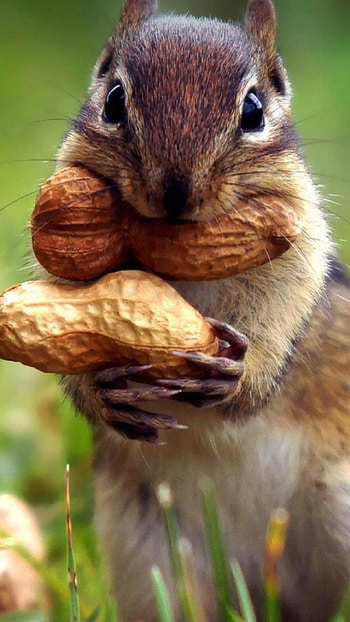 Chipmunk, Animals, Mayarqolizadeh, Profile HD phone wallpaper
