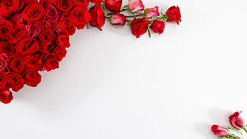 Red rose flowers card and frame Beautiful [] for your , Mobile & Tablet. Explore Rose White Background. White Rose , White Roses for HD wallpaper