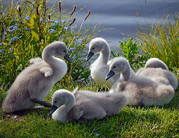 Animals, Grass, Swans, Family, Flock, Ducklings HD wallpaper