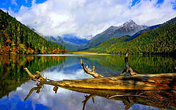 LOG in the LAKE, reflection, log, lake, mountain HD wallpaper