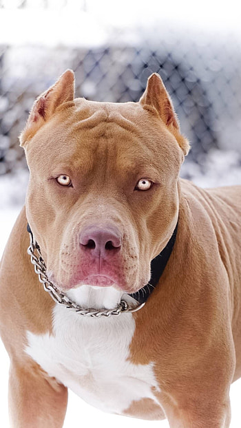 Pitbull Dog, Golden Dog HD phone wallpaper