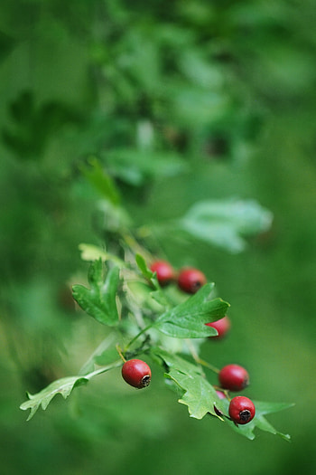 Nature, Leaves, Briar, Branch, Berry HD phone wallpaper