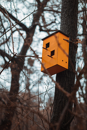 Miscellanea, Miscellaneous, Wood, Tree, Brown, Birdhouse HD phone wallpaper