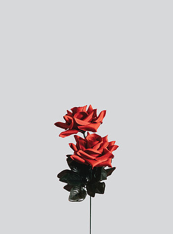 Flower, Rose Flower, Rose, Minimalism, Artificial HD phone wallpaper