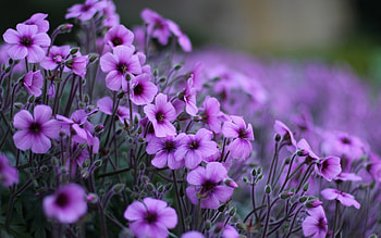 Plants, Flowers HD wallpaper