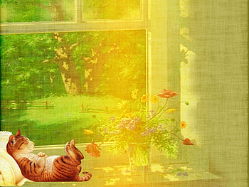 Asleep in the sun, comfortable, sunlight, window, ginger cat, warm, sleeping, relaxed HD wallpaper