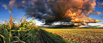 Farm, stalks, plants, clouds, nature, sunset HD wallpaper