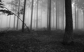.wiki-Black-and-White-Forest--- HD wallpaper