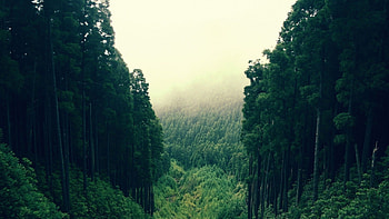 Green Forest, Green , Forest scenery HD wallpaper
