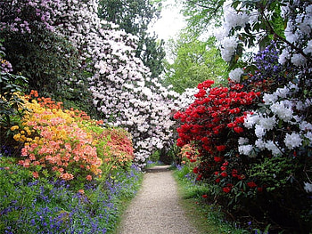 garden, rhododendrons, nature, flowers HD wallpaper