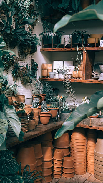 Indoor Jungle Oasis - Houseplant, houseplant, graphy, plant, interior HD phone wallpaper