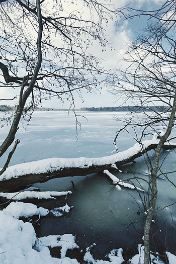 Winter, Nature, Rivers, Trees, Ice, Snow, Branches HD phone wallpaper