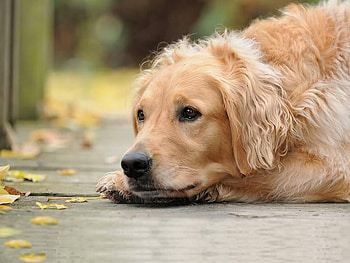 I Gotta Rest Now, dog, golden, porch, retriever HD wallpaper