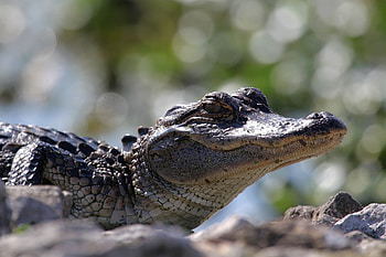Animals, Nature, Bokeh, Boquet, Cayman, Crocodile, Caiman HD wallpaper