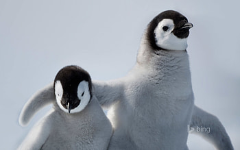 Baby Penguin HD wallpaper