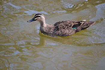 Duck quack quack, cute, duck, bird, wild life HD wallpaper