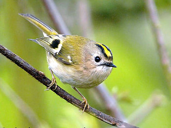 Little Bird, beautiful, bird, , little HD wallpaper