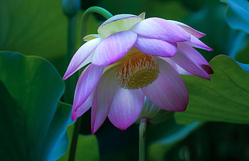 Lotus, Flowers, Pink, Petals HD wallpaper