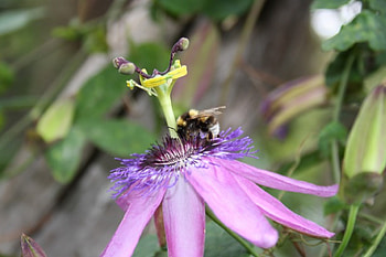 passion fruit, flowers, bugs HD wallpaper