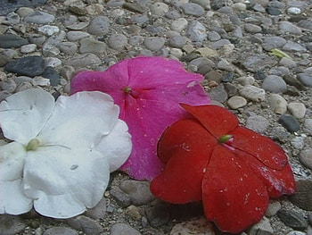 3 Beauties, pink, white, red, flowers, petunias HD wallpaper