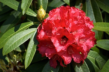 Flowers, Close-Up, Bloom, Flowering, Azalea HD wallpaper