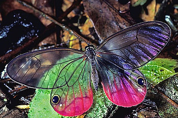 Transparent Butterfly, beautiful, butterfly, , transparent HD wallpaper