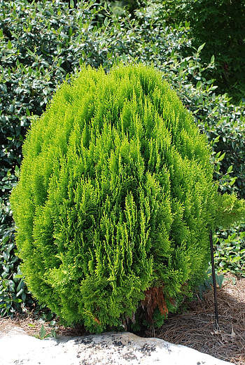 Chinese arborvitae, Landscape varieties, Exotic conifer, Japanese garden inspiration HD phone wallpaper