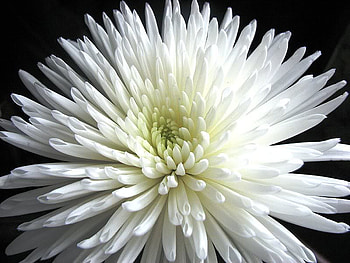 White Dahlia, white, black, flower, dahlia, nature, spread HD wallpaper