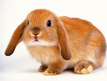 cute baby, animal, cute HD wallpaper