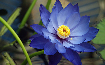 Flower, Macro, Petals HD wallpaper