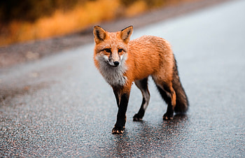 Cute predator, Wild brown Fox, animal HD wallpaper