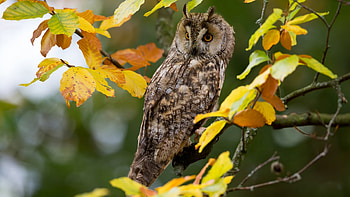 Long-Eared Owl, trees, leaves, raptor, bird, forest HD wallpaper
