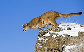 Animals, Snow, Puma, Bounce, Jump, Elevation HD wallpaper