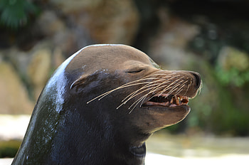 Animals, Muzzle, Wet, Emotions, Sea Lion HD wallpaper