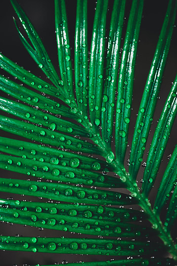 Water, Drops, Macro, Sheet, Leaf HD phone wallpaper