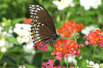 Butterfly, animal, leaves, flowers HD wallpaper