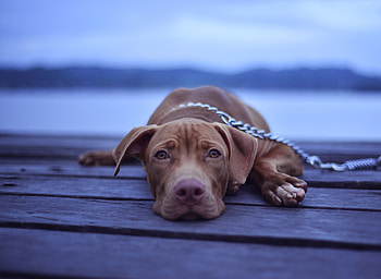 Dog, muzzle, animal, relaxed HD wallpaper